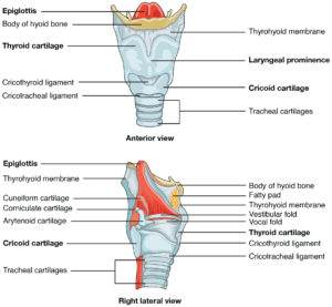 2306_The_Larynx