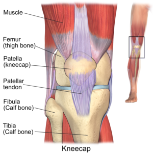 Blausen_0596_KneeAnatomy_Front