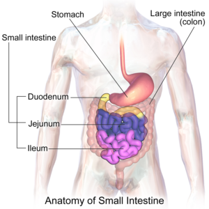 Blausen_0817_SmallIntestine_Anatomy