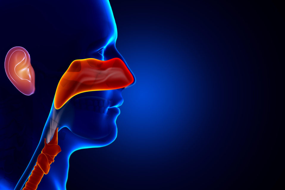 Ear, Nose, and Throat Endoscopy GlobeHealer