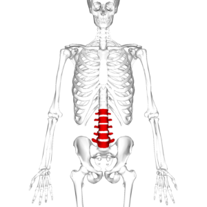 Lumbar_vertebrae_anterior