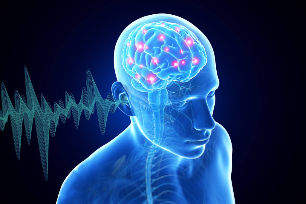 auditory-brain