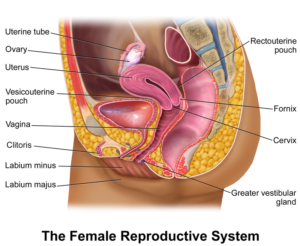 blausen_0400_femalereprosystem_02