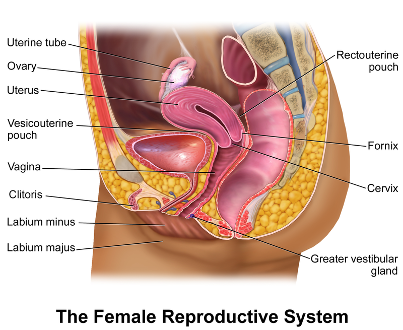 Vaginal bleeding - Wikipedia