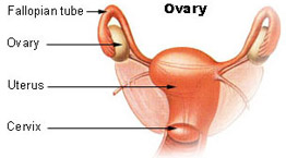 ovary_nih